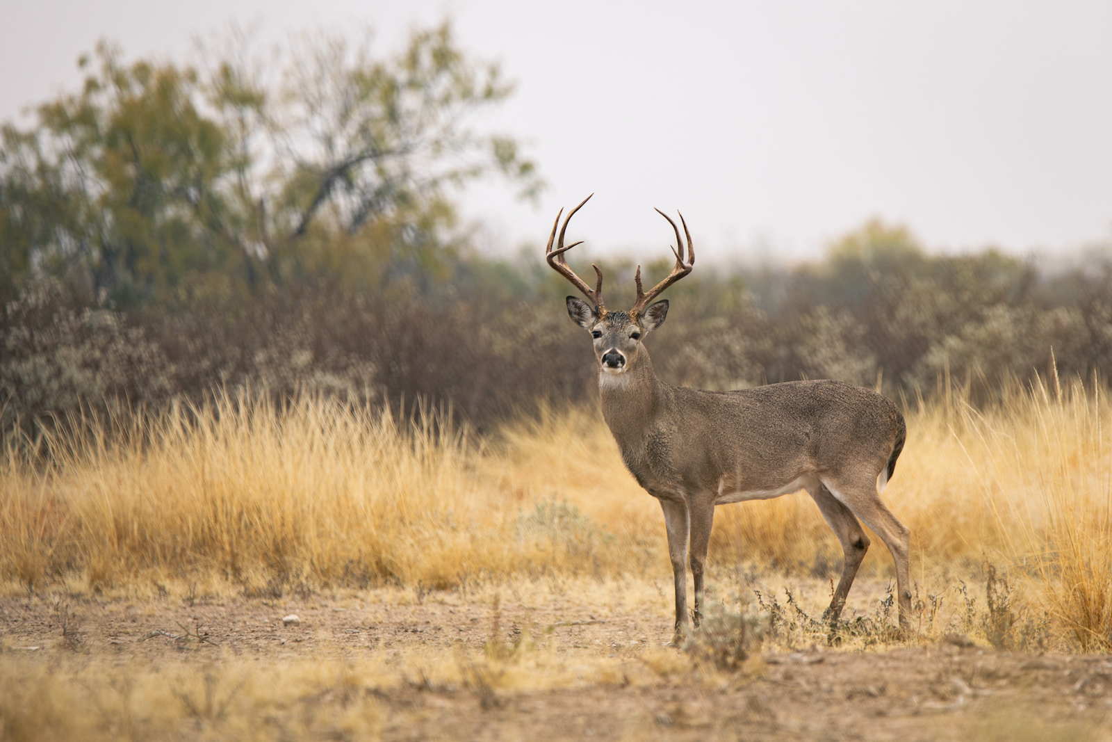 Hunting Land in Louisiana Rayonier Hunting