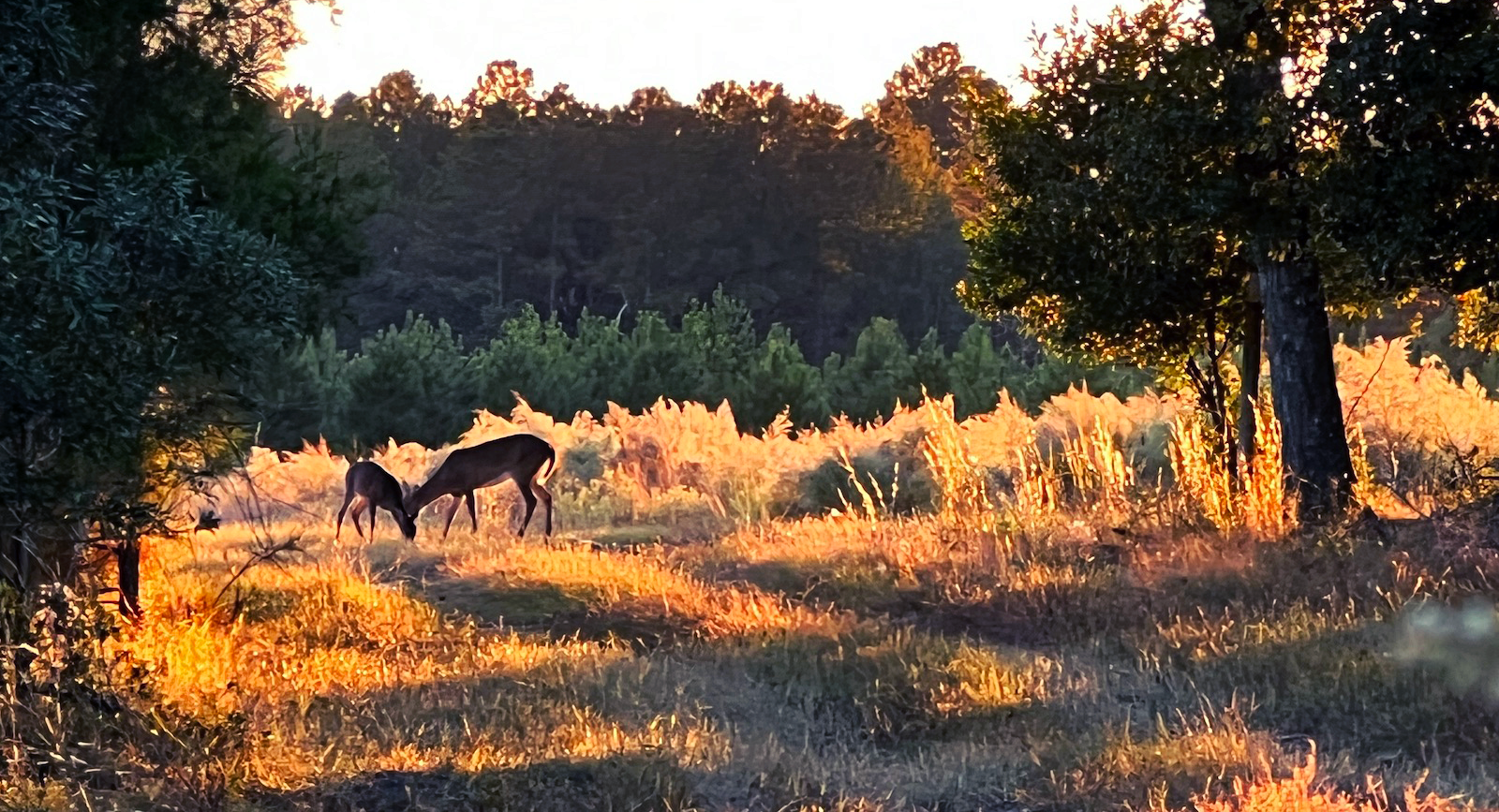 Hunting Land in South Carolina | Rayonier Hunting
